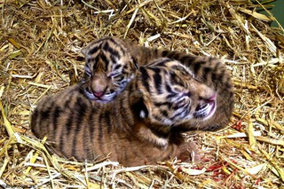 Illustration for article titled ZOMG BABY SUMATRAN TIGERS!!!